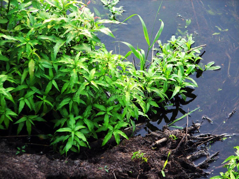 Forest river algae stock images