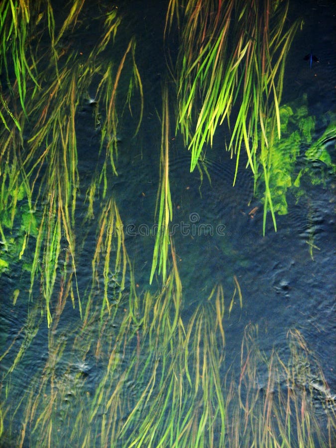 Forest river algae stock photos