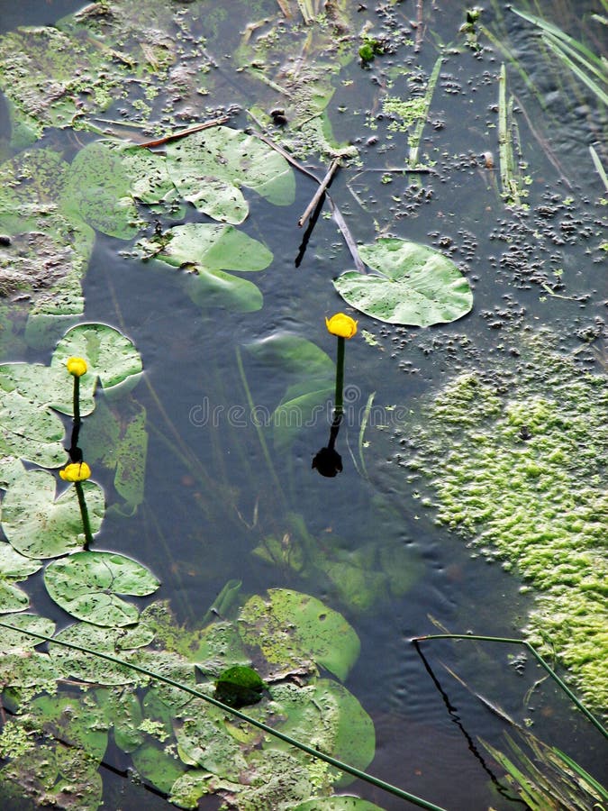 Forest river algae stock photography