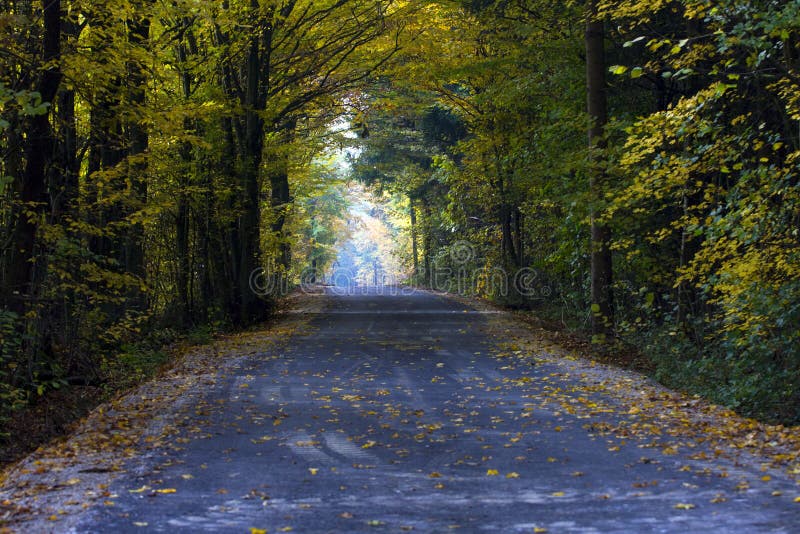 Forest road stock photo. Image of colors, fall, vertical - 11950516