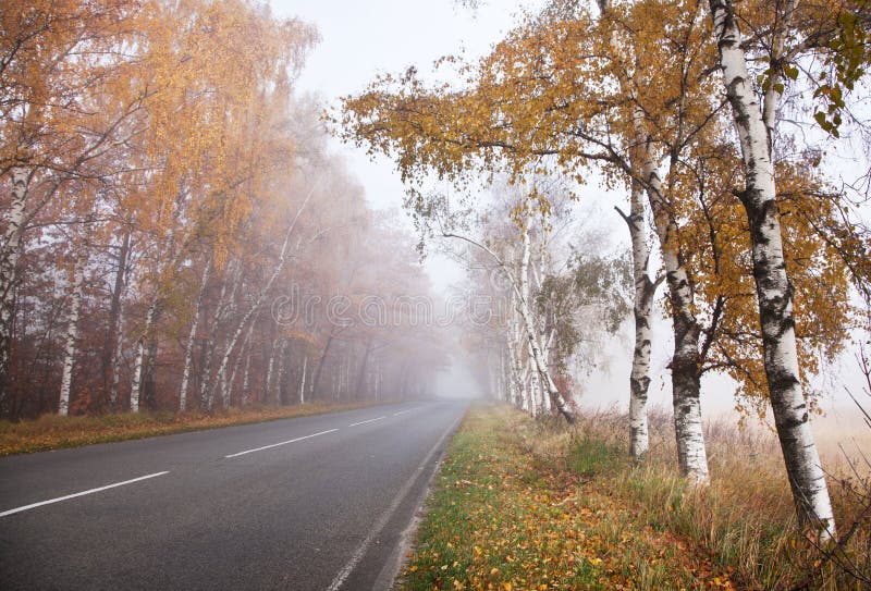 Forest road.