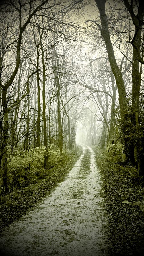 Effetto Vintage telefono cellulare immagine di una strada di campagna che conduce attraverso un verde scuro - scuro nebbiosa foresta.