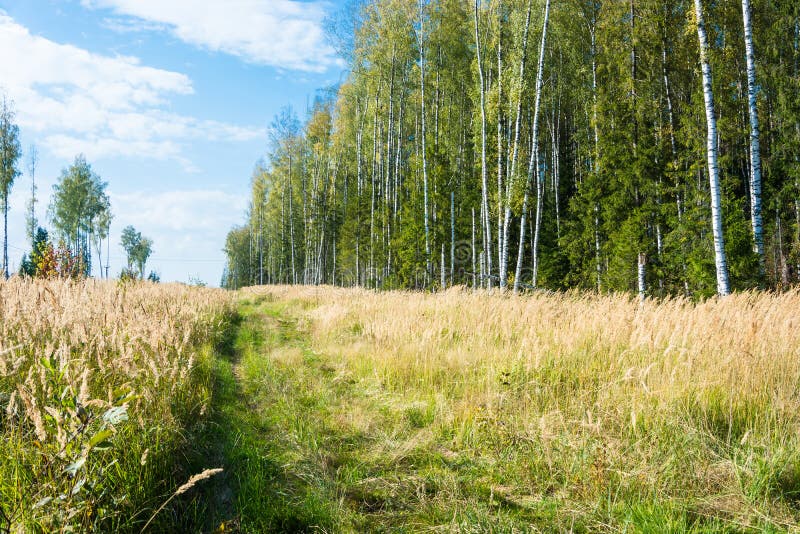 Forest road in early fall. royalty free stock photos