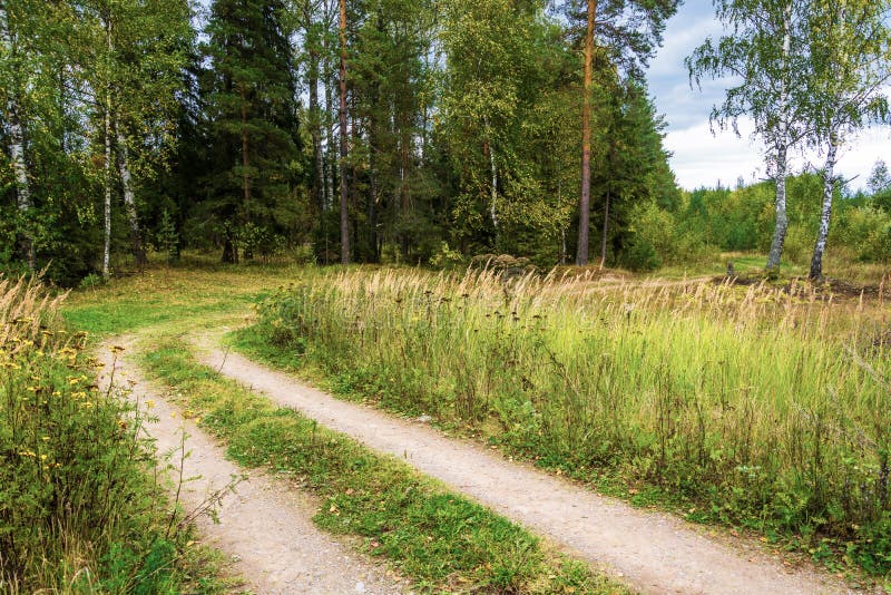 Forest road in early fall. stock image