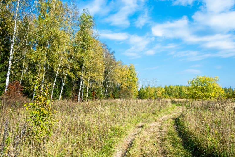 Forest road in early fall. stock photo