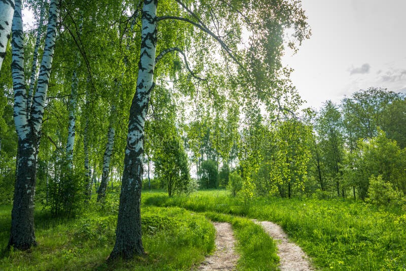 Forest Road on the Edge of a Birch Grove. Stock Photo Image of light