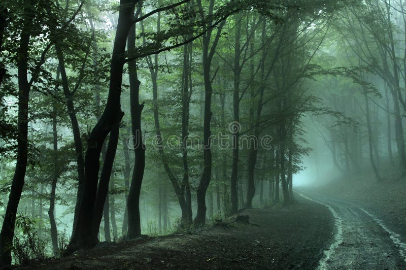 Strada stretta corsia attraverso un bosco, in un piovoso giorno di nebbia.