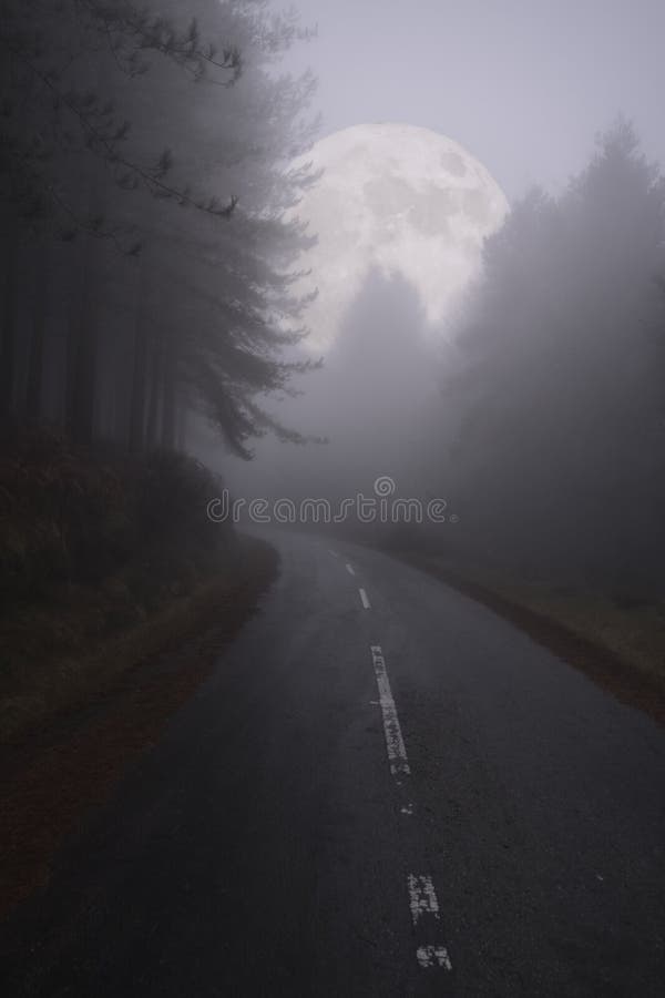 Forest road in a full moion night royalty free stock photography
