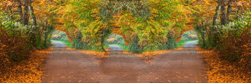 Forest road with three different ways