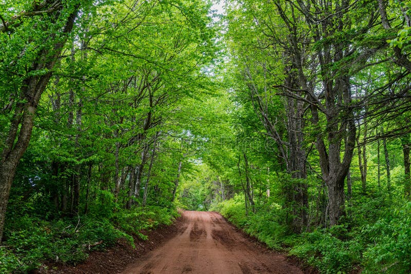 PEI Forest Road stock photo. Image of tranquil, rural 175558450