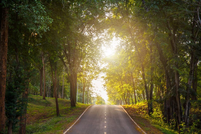 Forest Road Trees Along At The Country Side In Thailand Stock Photo