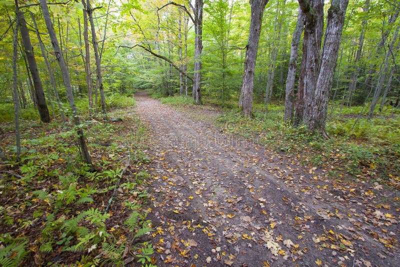 Forest Road in Vermont, de V.S. met gevallen bladeren royalty-vrije stock foto's Forest Road in Vermont, de V.S. met gevallen bladeren royalty-vrije stock foto's