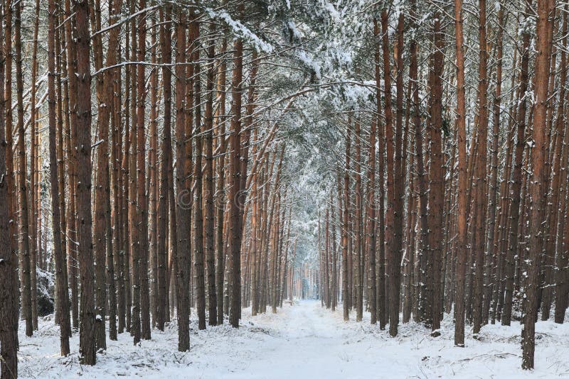 Forest road in the winter.