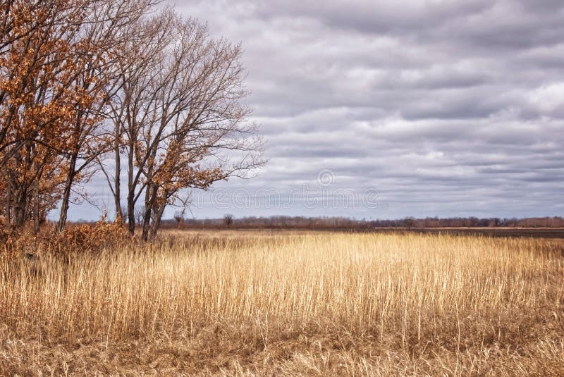 Forest Road through Yellow Grass Against a Background of Beautiful Grey  Clouds Stock Image - Image of landscape, environment: 158114319