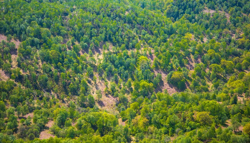 Forest satellite photo - evergreen trees - natural background and backdrop