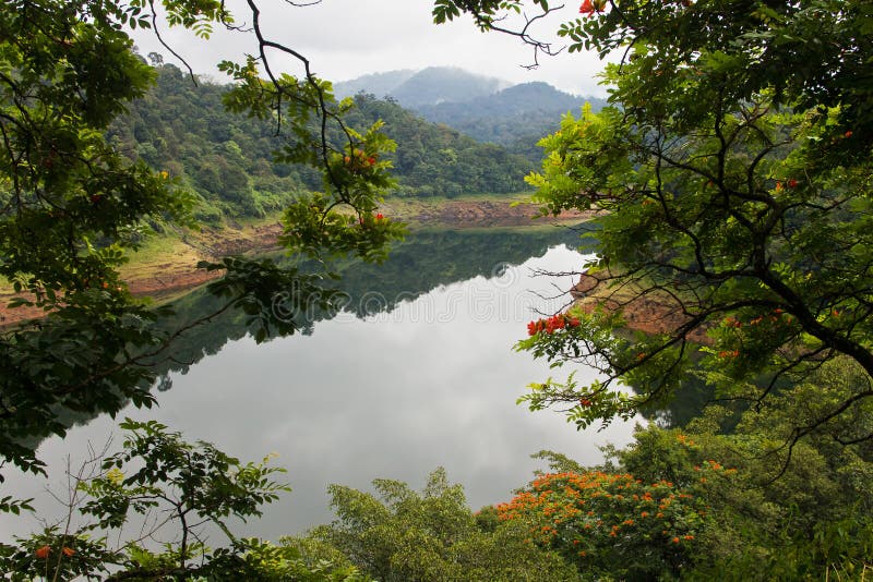 Forest scenary