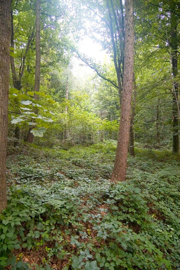 Forest scene stock photo. Image of fresh, rainforest, sunlight 2854966