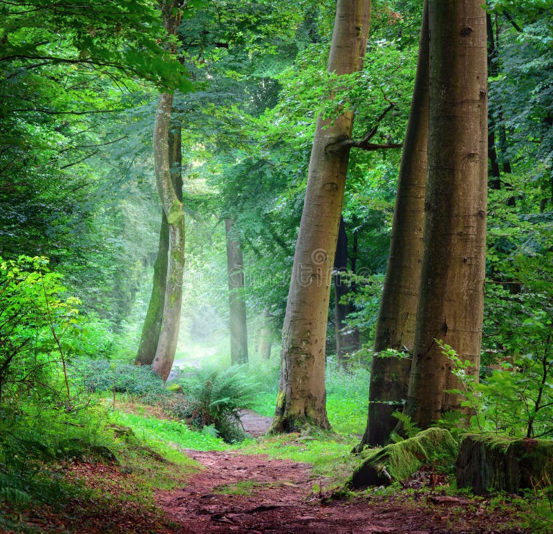 Forest Scene in Misty Soft Light Stock Photo Image of idyll, dreamy 180800090