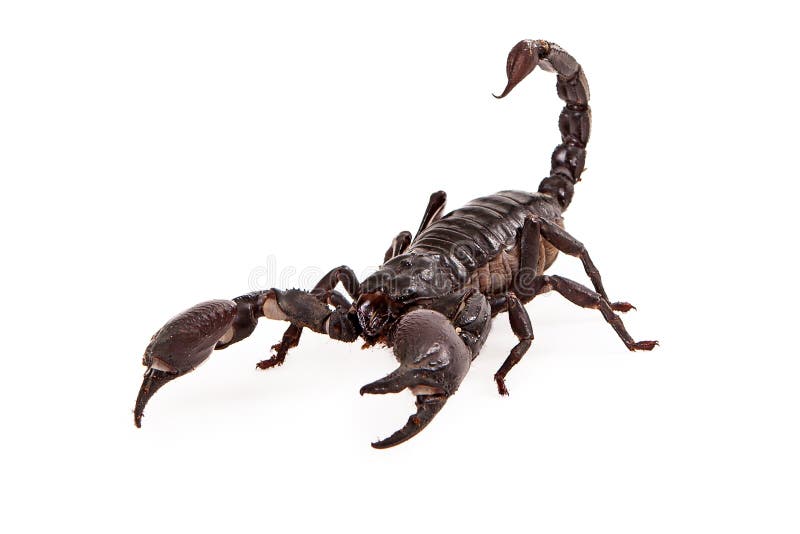 Asiatic Forest Scorpion with tail curled up isolated on a white background. Asiatic Forest Scorpion with tail curled up isolated on a white background