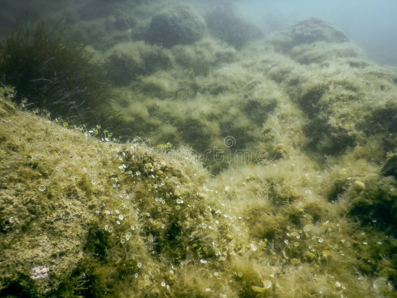 Forest of Seaweed, Seaweed Underwater, Underwater Scene Stock Image ...