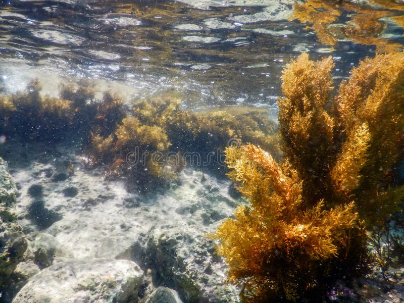 Forest of Seaweed, Seaweed Underwater, Seaweed Shallow Water Near ...