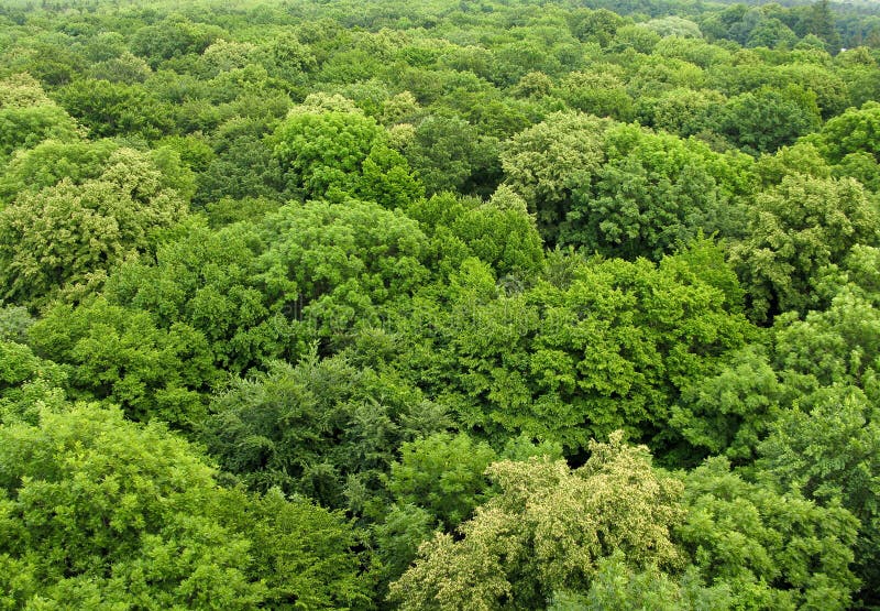 Forest Seen From Above Stock Image Image Of Park Green 19529783