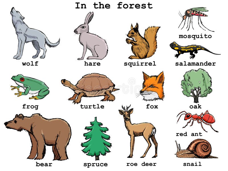 Collection of Forest Animals Stock Vector - Illustration of moose, hare: 12803652 Collection of Forest Animals Stock Vector - Illustration of moose, hare: 12803652