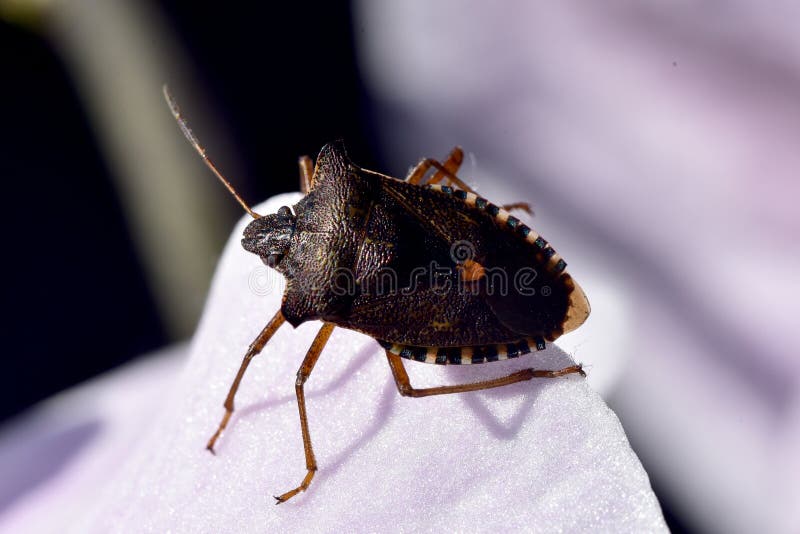 Forest ShieldBug sul petalo del fiore immagine stock Forest ShieldBug sul petalo del fiore immagine stock