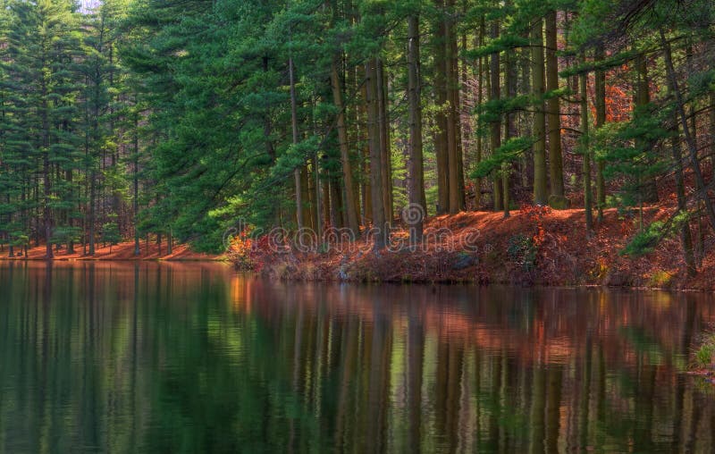 Forest Shoreline Reflections stock images Forest Shoreline Reflections stock images