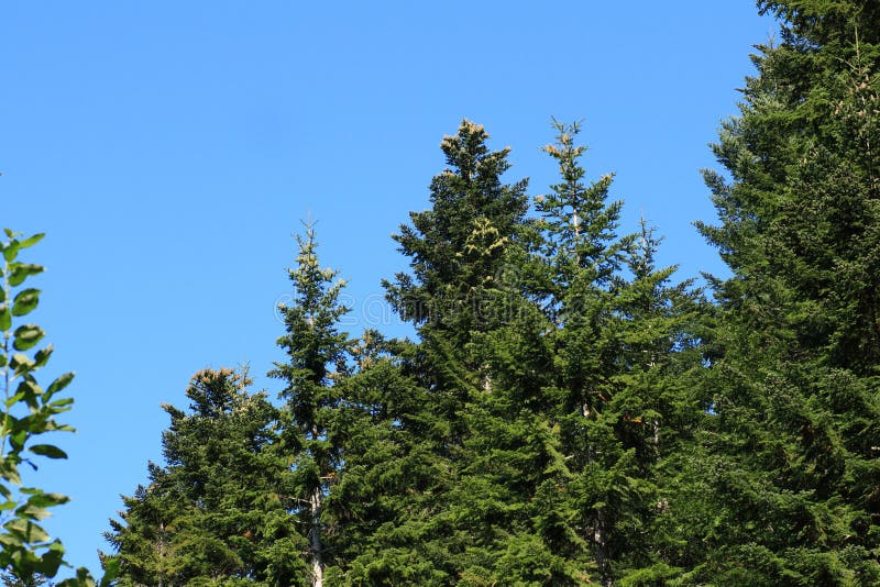 Forest of Silver Fir Tree in Pyrenees Stock Photo Image of