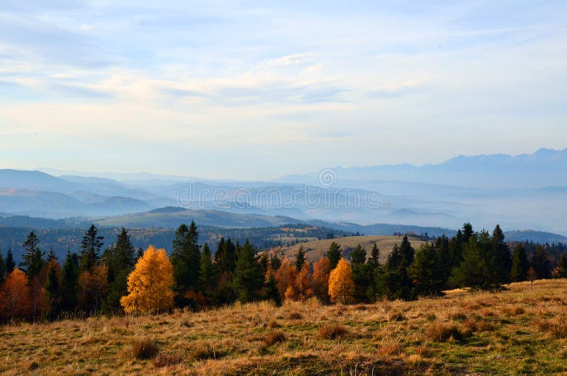Les v horách Slovenska