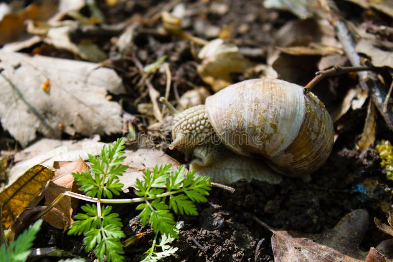 Garden Snail In Natural Habitat Stock Photo Image of invertebrate