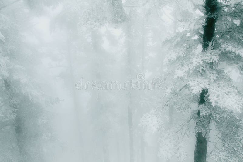 The forest after the snow. After the heavy snow, heavy snow, heavy snow and heavy fog, and forest elements stock photo The forest after the snow. After the heavy snow, heavy snow, heavy snow and heavy fog, and forest elements stock photo