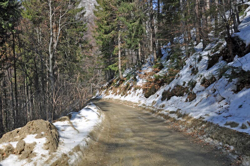 Forest snowy way