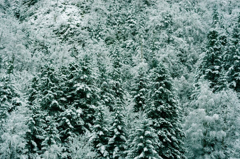 Forest of snowy white Christmas trees, Pyrenees, France