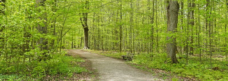 Forest in the Spring Panorama royalty free stock photography