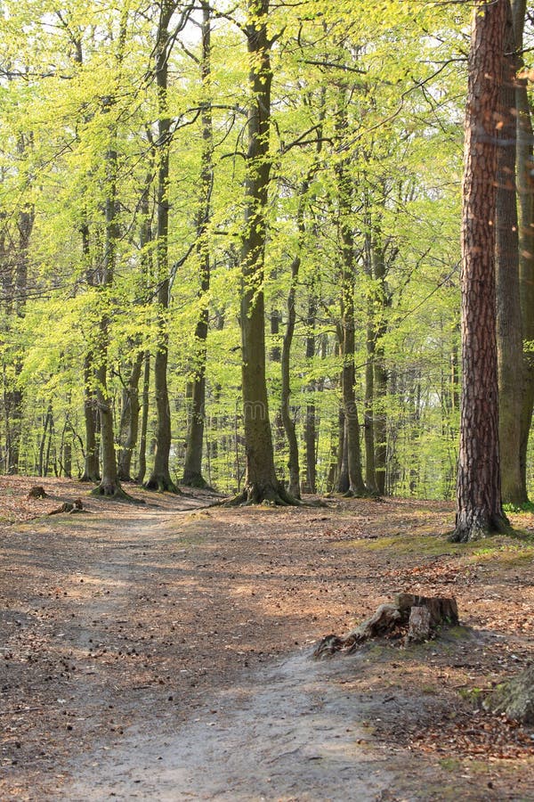 Forest in the springtime