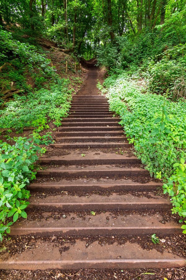 Forest stairway