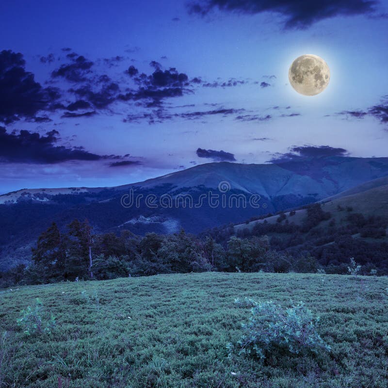 Forest on a steep mountain slope