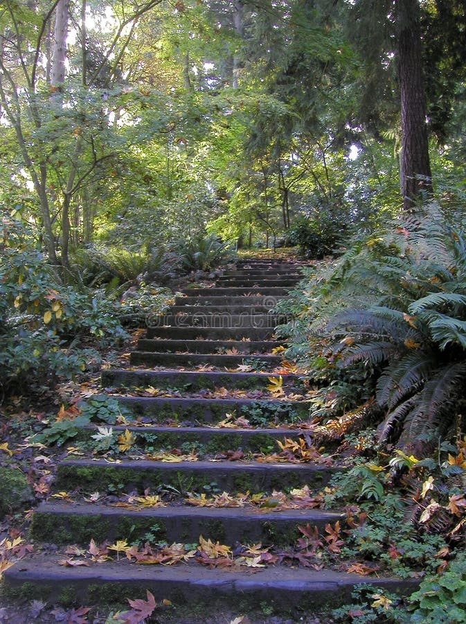 Forest Steps stock photo. Image of forest, woods, fall, fern - 33480