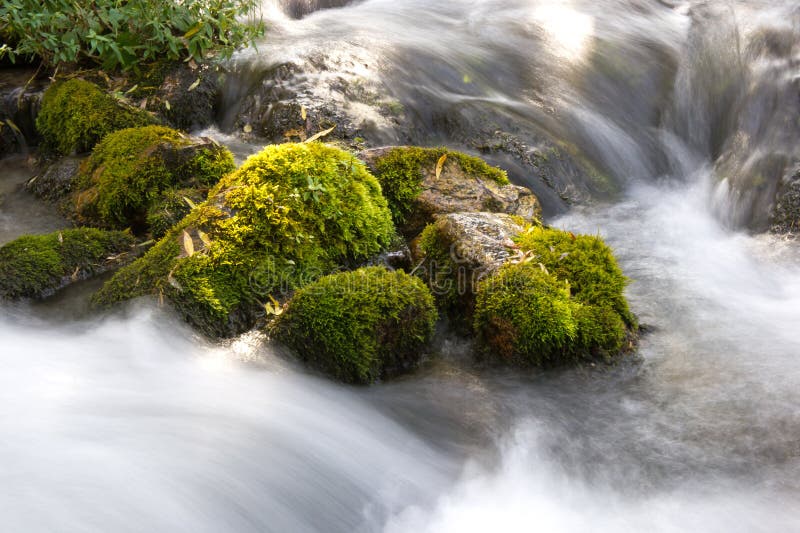 Forest stream