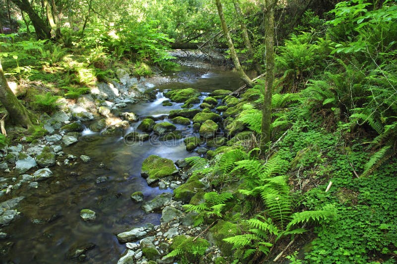 Beautiful quiet stream and ferns in Muir Woods forest. Beautiful quiet stream and ferns in Muir Woods forest