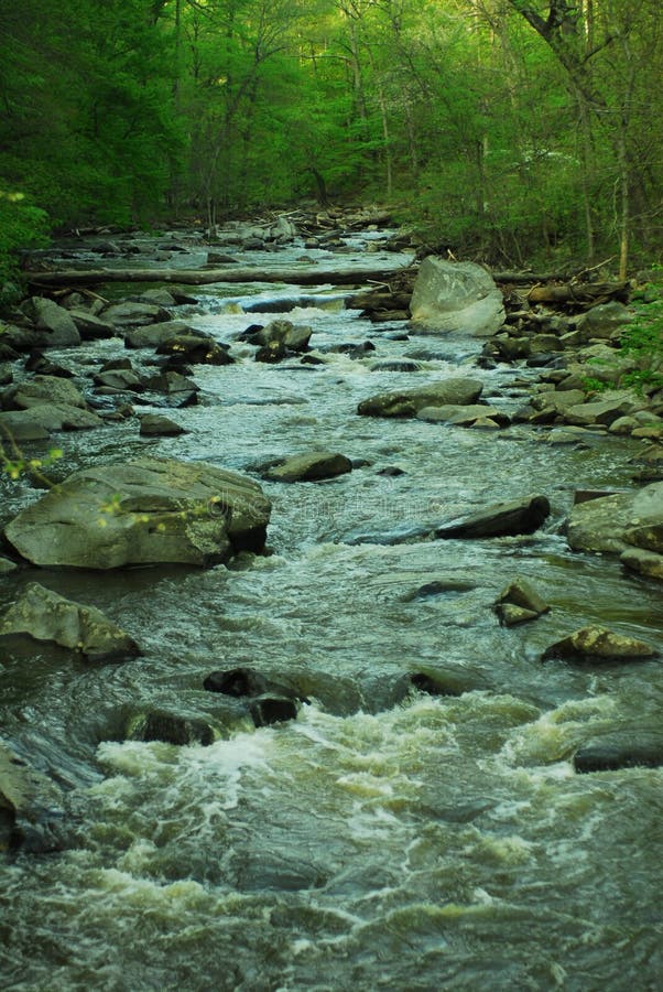 Forest Stream