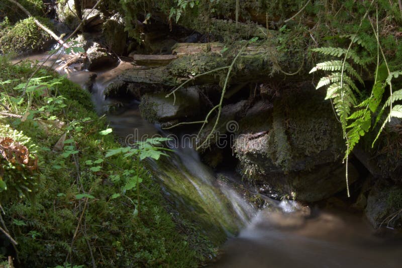 Green Forest And Water Stream With Mossy Stones Stock Image Image Of