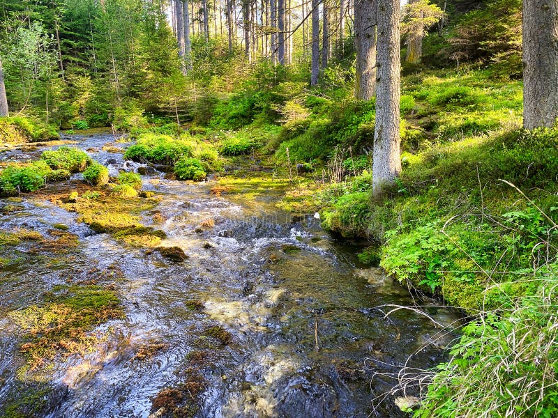 Woodland stream - Stock Image - C016/2344 - Science Photo Library