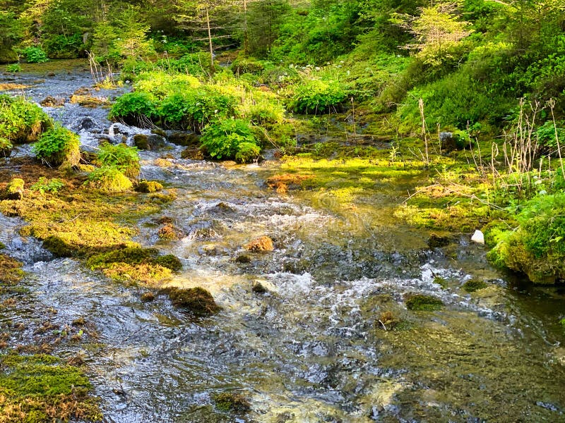 Woodland stream - Stock Image - C016/2344 - Science Photo Library