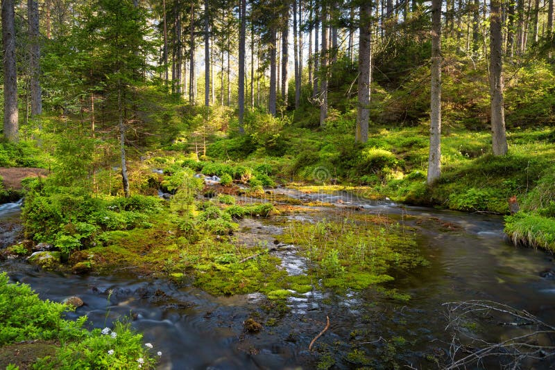 Woodland stream - Stock Image - C016/2344 - Science Photo Library