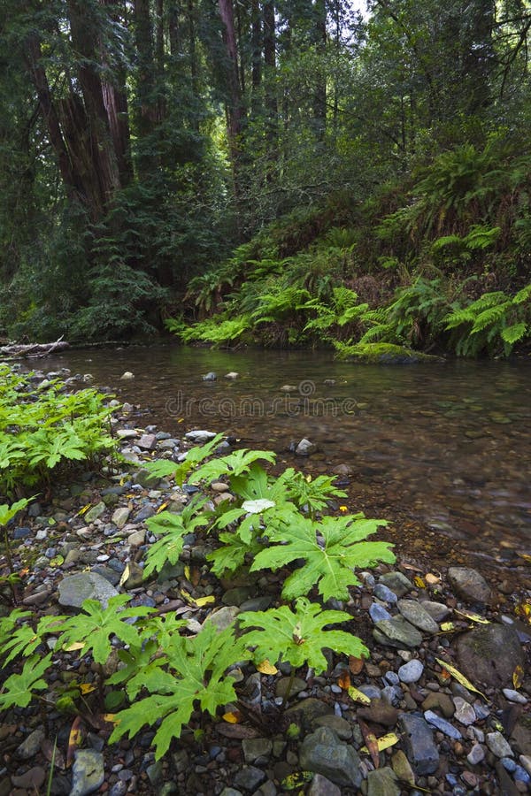 Forest stream in Muir Woods National Monument in northern California. Forest stream in Muir Woods National Monument in northern California