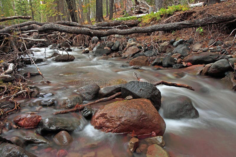 A small stream in the woods. The photo shows the dry branches, large stones, moss-covered trees. A small stream in the woods. The photo shows the dry branches, large stones, moss-covered trees.