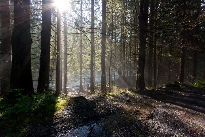 Forest sun light rays